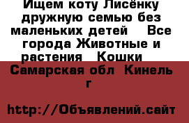 Ищем коту Лисёнку дружную семью без маленьких детей  - Все города Животные и растения » Кошки   . Самарская обл.,Кинель г.